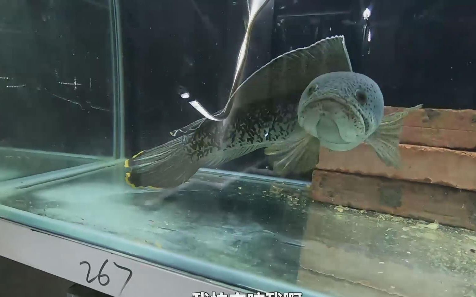 如何科學喂食龍魚零食，科學喂養龍魚零食