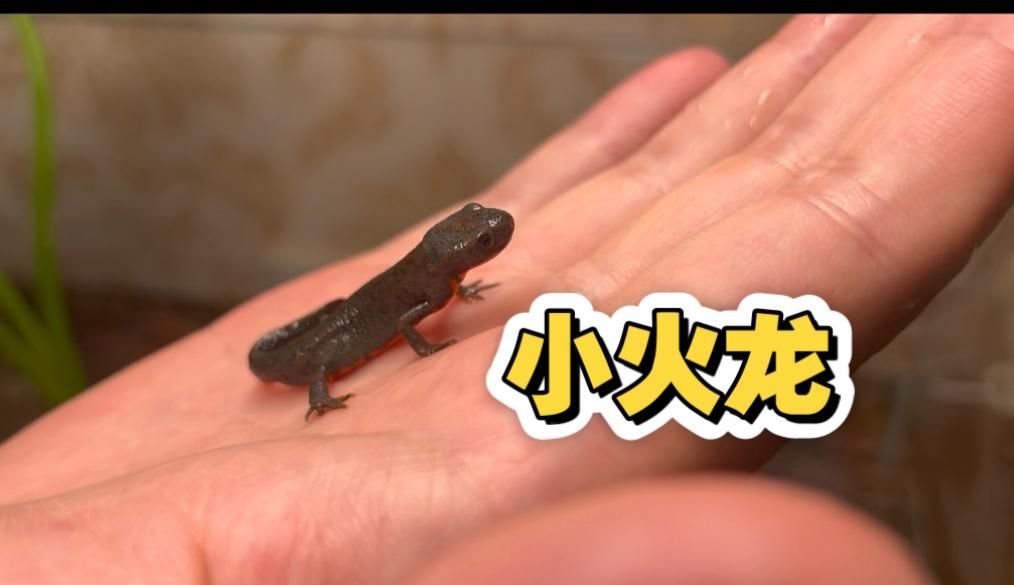 給我推薦一些小火龍魚的飼養(yǎng)視頻，如何飼養(yǎng)小火龍魚