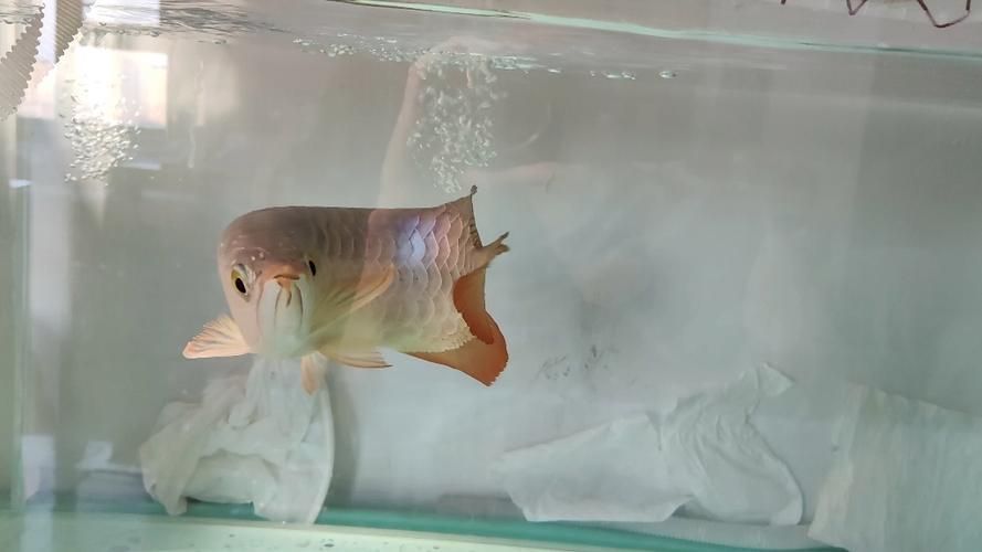 如何保養和田玉龍魚？，“和田玉龍魚（如白化龍魚（如白化龍魚）的飼養與保養方法