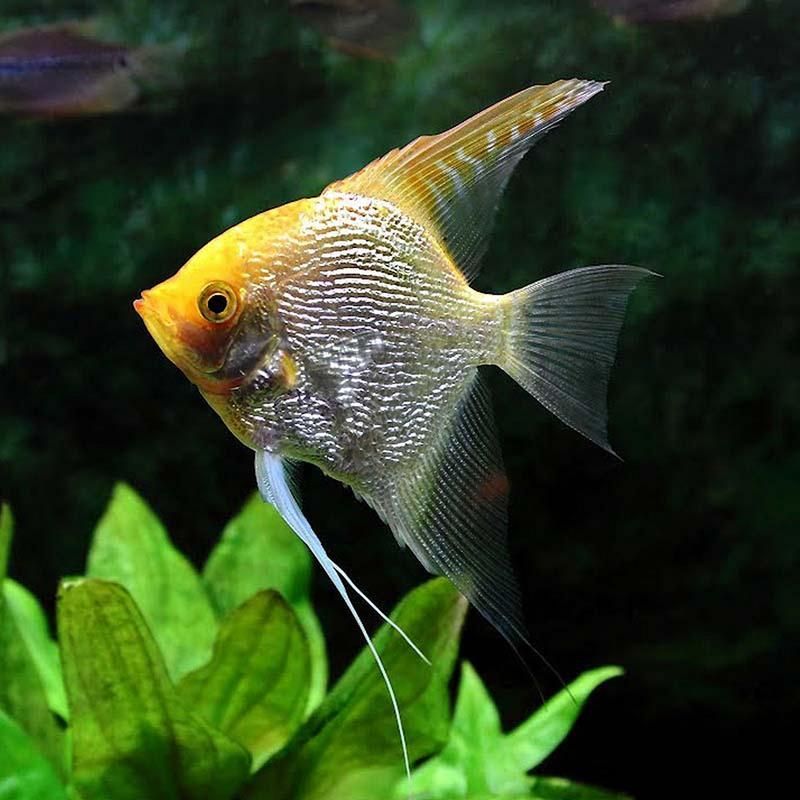 沙龍魚的繁殖方式是怎樣的？，沙龍魚的繁殖方式