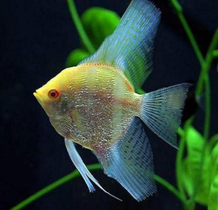 沙龍魚的繁殖方式是怎樣的？，沙龍魚的繁殖方式