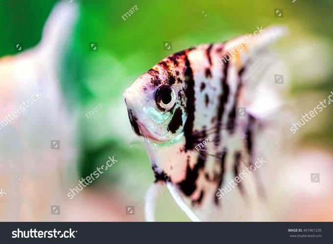 沙龍魚的繁殖方式是怎樣的？，沙龍魚的繁殖方式
