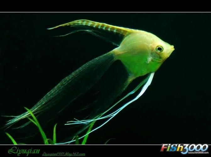 沙龍魚的繁殖方式是怎樣的？，沙龍魚的繁殖方式