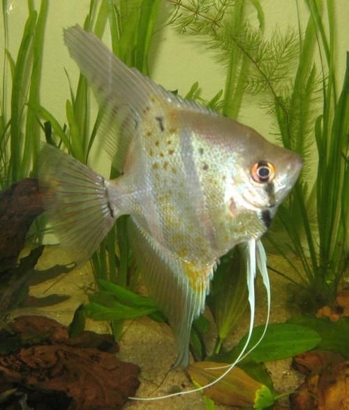 沙龍魚的繁殖方式是怎樣的？，沙龍魚的繁殖方式