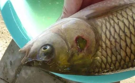 提供幾張龍魚爛鰓的圖片，如何治療龍魚爛鰓 提供幾張龍魚爛鰓的圖片，如何治療龍魚爛鰓 龍魚百科 第18張