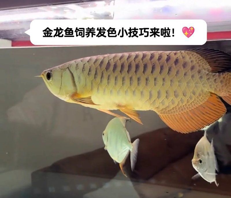 金頭過背金龍魚的最佳水溫是多少？，金頭過背金龍魚的最佳水溫是多少金頭過背金龍魚最佳水溫指南