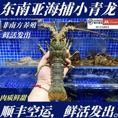 小青龍魚的價格是多少？，小青龍價格動態全解析