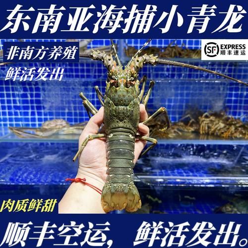 小青龍魚的價格是多少？，小青龍價格動態全解析