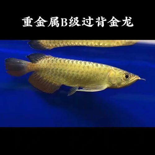 哪些品種的龍魚(yú)苗價(jià)格最高，龍魚(yú)中的“貴族”