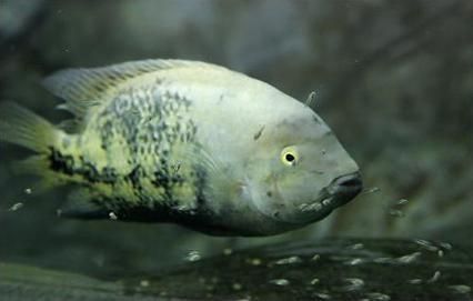 給我更多黃龍魚的圖片，黃龍魚的價(jià)格是多少