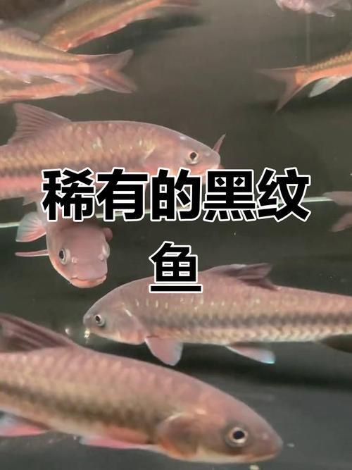 阿克塞龍魚的人工養殖情況，阿克塞龍魚人工養殖