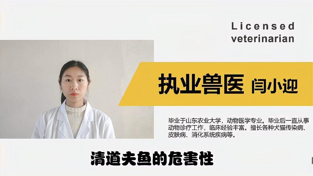 清道夫對龍魚的具體危害有多大？，清道夫和龍魚混養有哪些案例