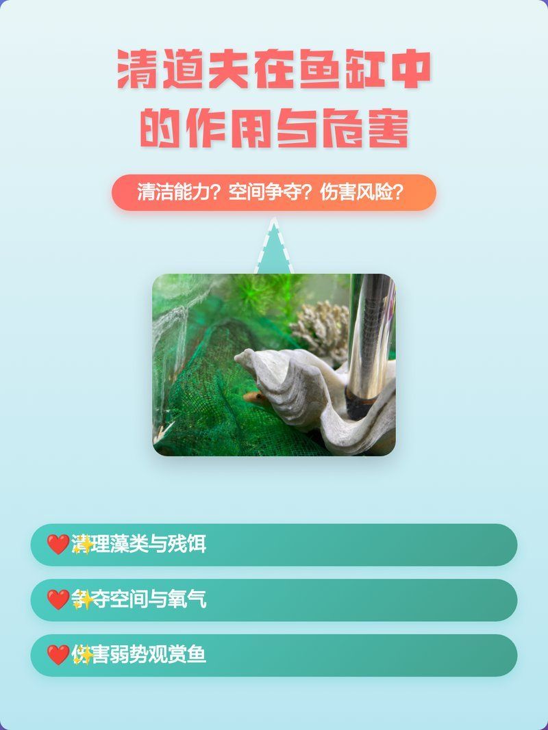 清道夫對龍魚的具體危害有多大？，清道夫和龍魚混養有哪些案例