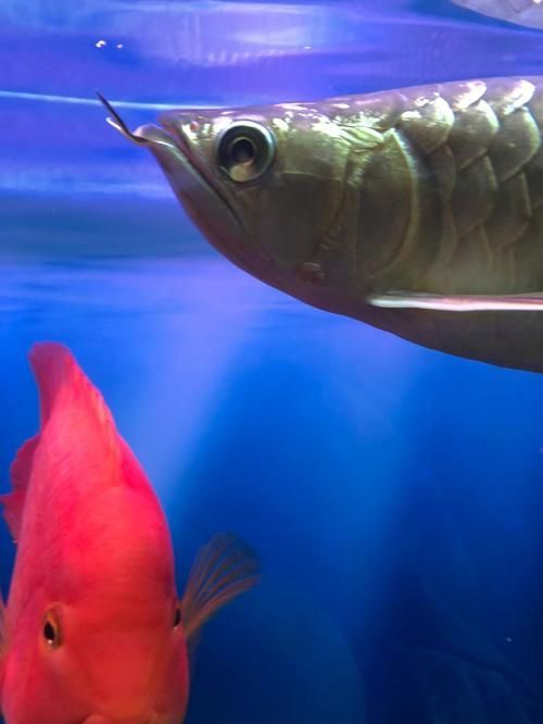 金龍魚眼睛白點會自行消失嗎？，金龍魚眼睛白點會自行消失嗎金龍魚眼睛白點會自行消失嗎