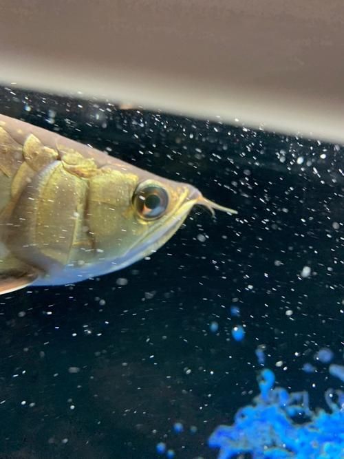 金龍魚眼睛白點會自行消失嗎？，金龍魚眼睛白點會自行消失嗎金龍魚眼睛白點會自行消失嗎