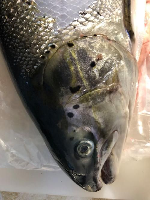 哪些魚類需要額外補充維生素，三文魚養殖技術——維生素c