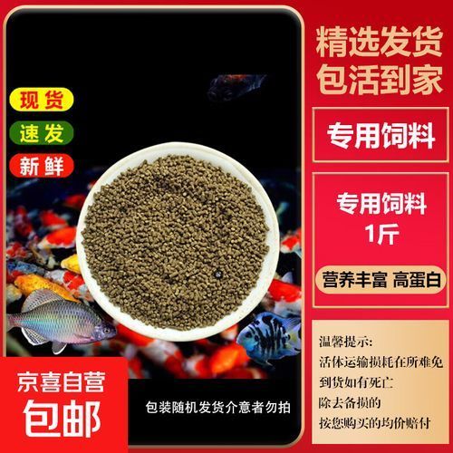 哪里可以購買到白子招財龍，哪個平臺購買白子招財龍最便宜 哪里可以購買到白子招財龍，哪個平臺購買白子招財龍最便宜 龍魚百科 第11張