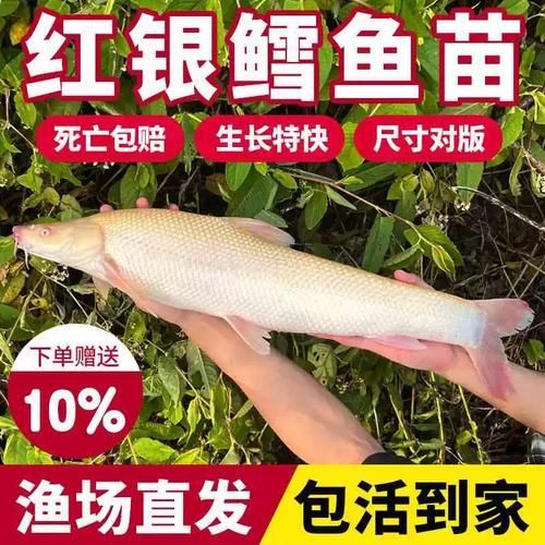 哪里可以購買到白子招財龍，哪個平臺購買白子招財龍最便宜 哪里可以購買到白子招財龍，哪個平臺購買白子招財龍最便宜 龍魚百科 第9張