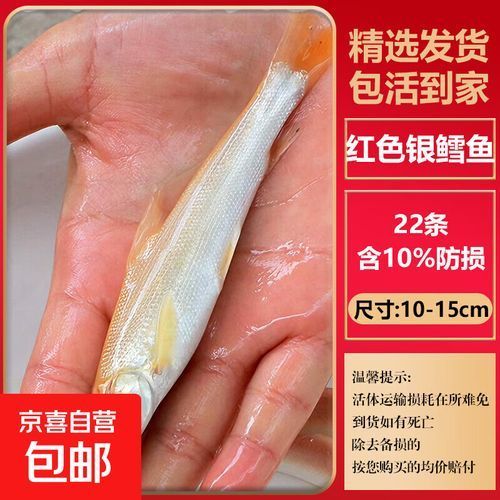 哪里可以購買到白子招財龍，哪個平臺購買白子招財龍最便宜 哪里可以購買到白子招財龍，哪個平臺購買白子招財龍最便宜 龍魚百科 第12張