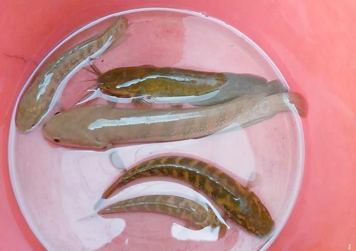 給我一些廣東野生雷龍魚的圖片，廣東野生雷龍魚