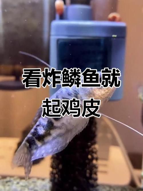 給我一些早期發現魚炸鱗病的圖片，早期發現魚炸鱗病如何治療