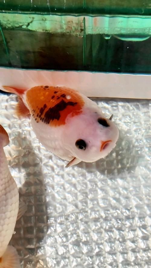 給我一些早期發現魚炸鱗病的圖片，早期發現魚炸鱗病如何治療