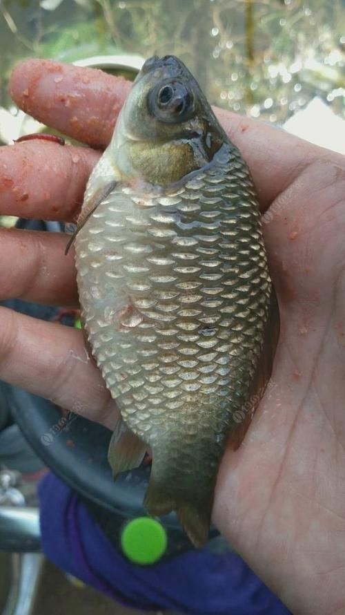 給我一些早期發現魚炸鱗病的圖片，早期發現魚炸鱗病如何治療