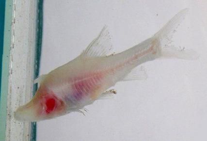 貴州龍魚有哪些品種？，貴州龍魚的主要品種