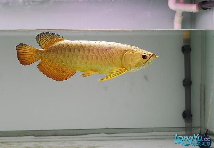 給我一些鑒別真假麻章龍魚的圖片，如何鑒別真假麻章龍魚