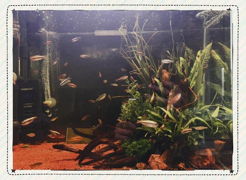 龍魚腸炎多久能恢復，龍魚腸炎恢復時間因個體差異和病情嚴重程度而異