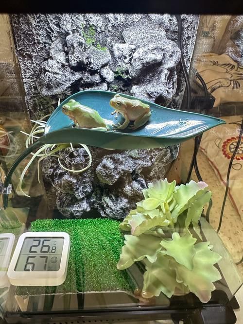 如何科學飼養烏龜，烏龜科學飼養指南