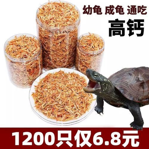 如何科學飼養烏龜，烏龜科學飼養指南
