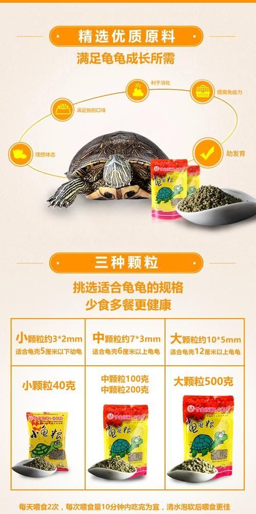 如何科學飼養烏龜，烏龜科學飼養指南
