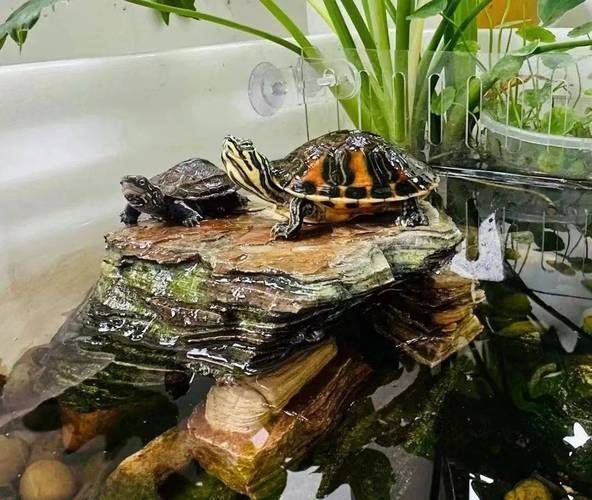 如何科學飼養烏龜，烏龜科學飼養指南