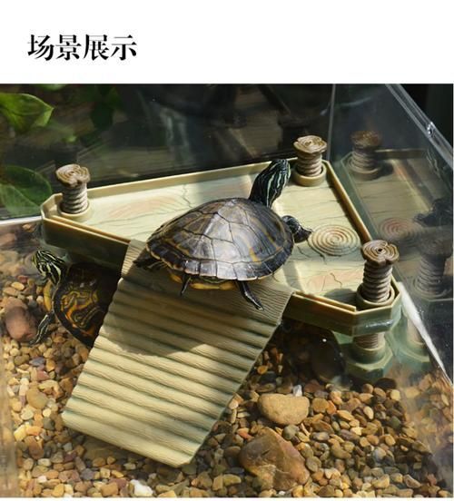 如何科學飼養烏龜，烏龜科學飼養指南