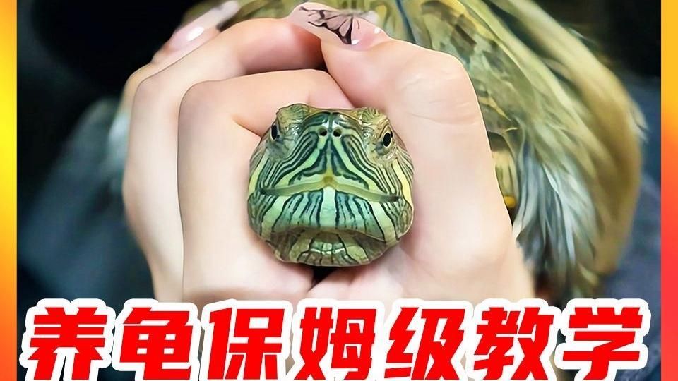 如何科學飼養烏龜，烏龜科學飼養指南