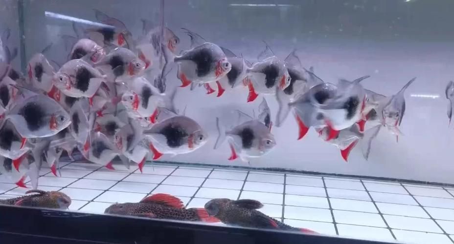 推薦一些價格適中的金龍魚配魚，觀賞魚價格適中的金龍魚配魚推薦（詳解版）