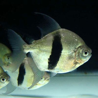推薦一些價格適中的金龍魚配魚，觀賞魚價格適中的金龍魚配魚推薦（詳解版）