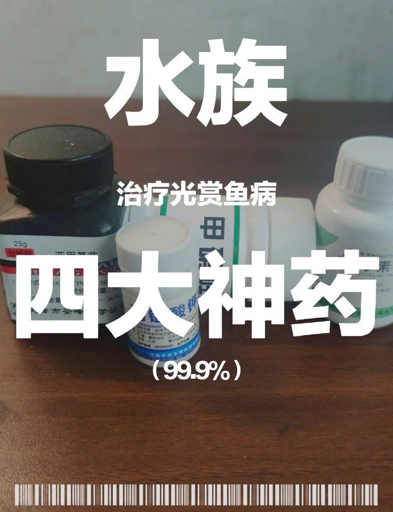 有哪些藥物可以有效治療魚真菌感染，如何治療魚真菌感染