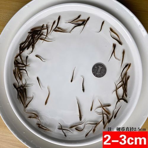 臺灣烏龜龍魚活苗的價格是多少？，烏龜龍魚活苗的價格因素而異，臺灣烏龜龍魚活苗的價格因素而異
