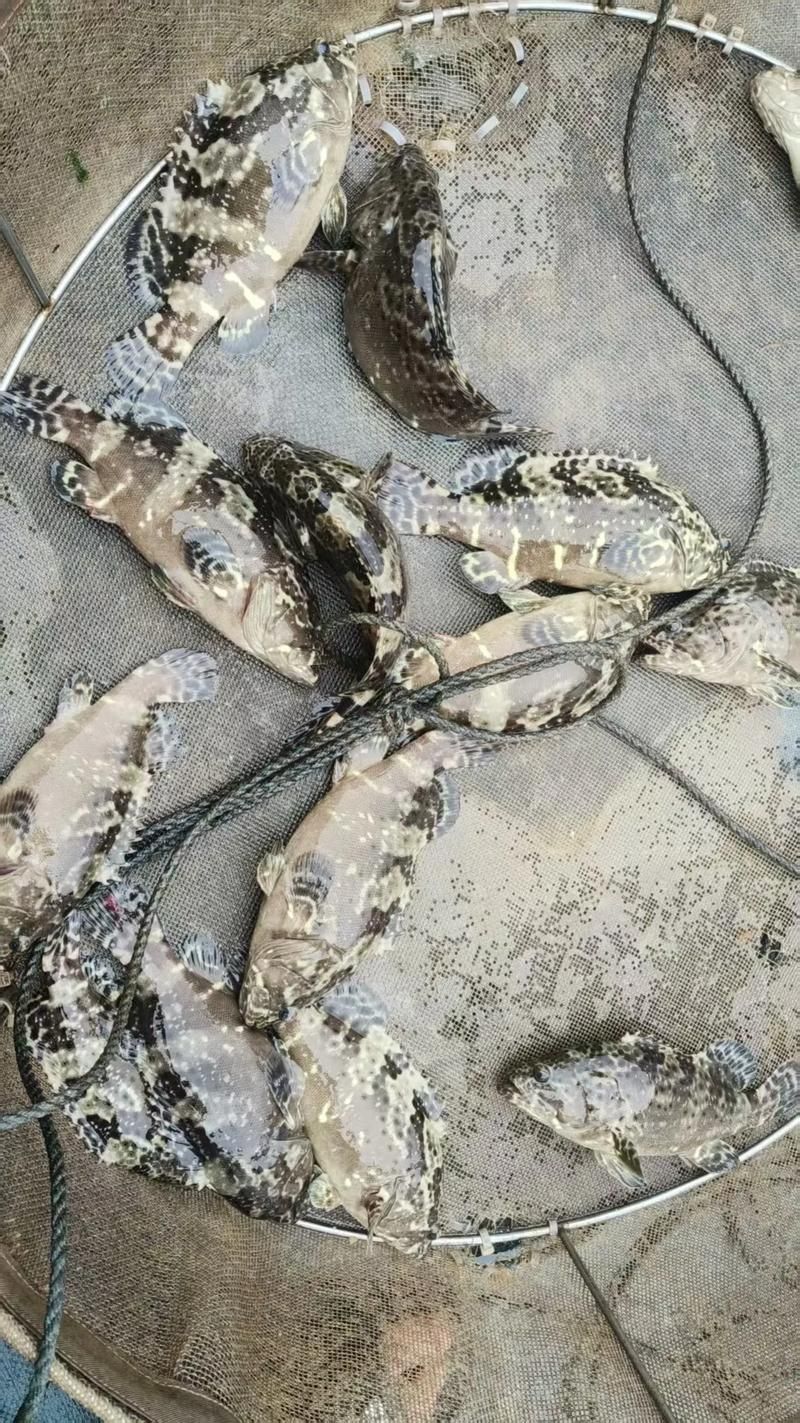 祥龍魚場的印尼虎苗價格是多少？，祥龍魚場印尼虎苗價格