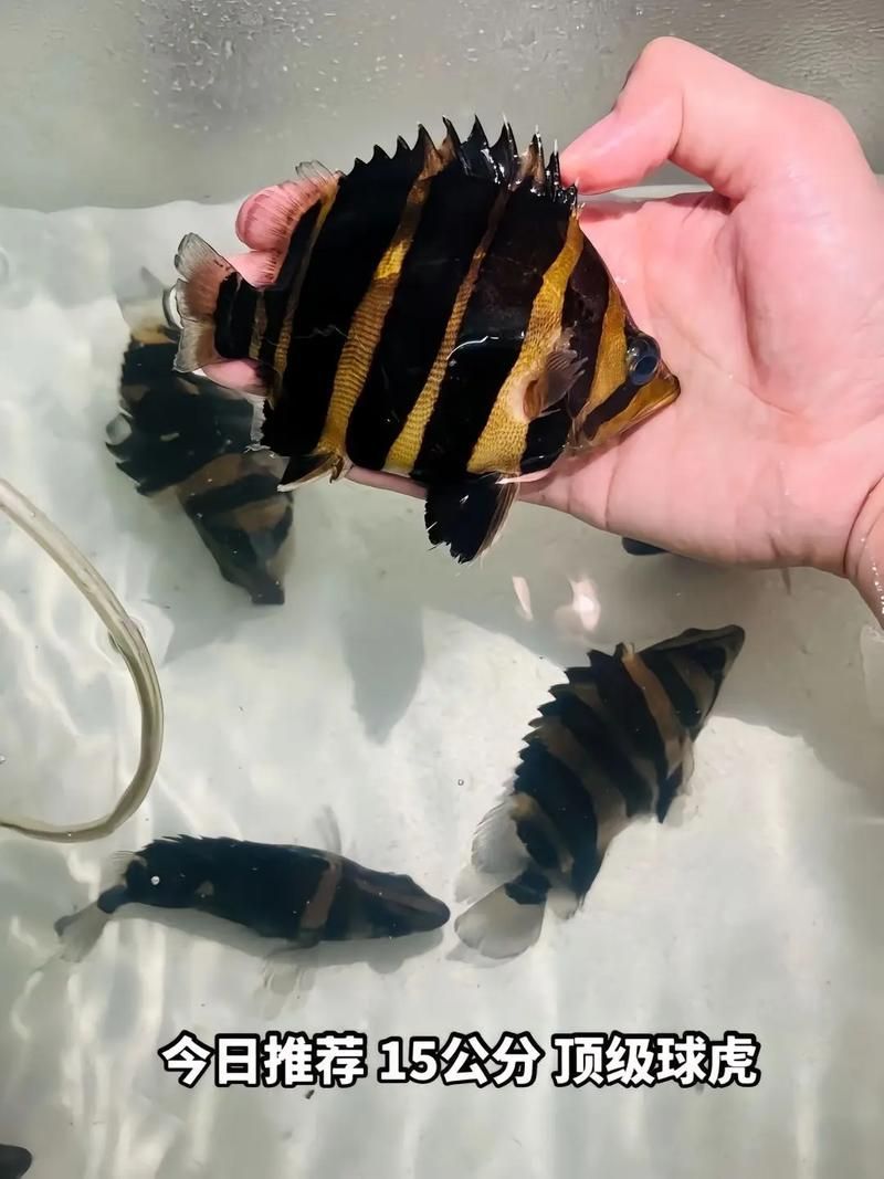 祥龍魚場的印尼虎苗價格是多少？，祥龍魚場印尼虎苗價格