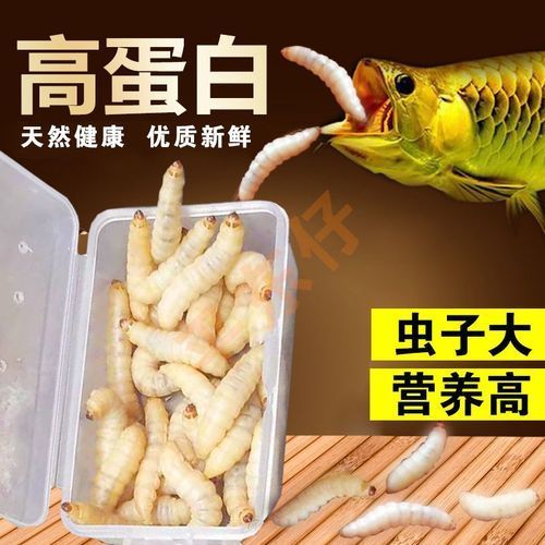 有哪些適合2厘米龍魚的餌料？，2厘米龍魚喂養計劃表