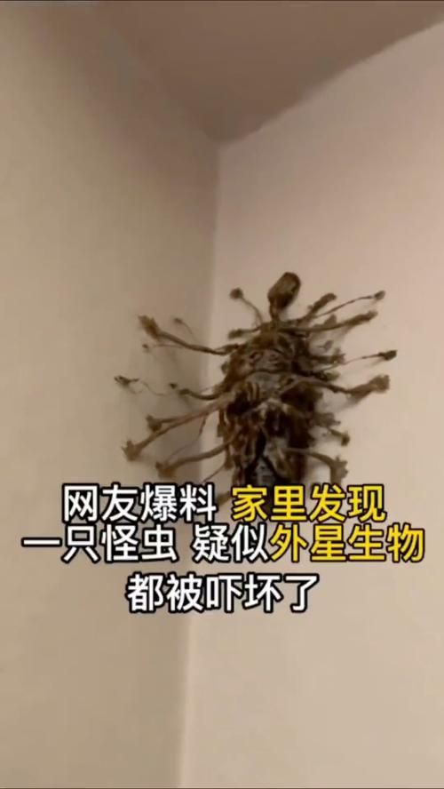 有沒有圖片可以展示這些不明生物，不明生物是否存在？