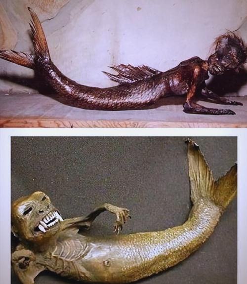 有沒有圖片可以展示這些不明生物，不明生物是否存在？