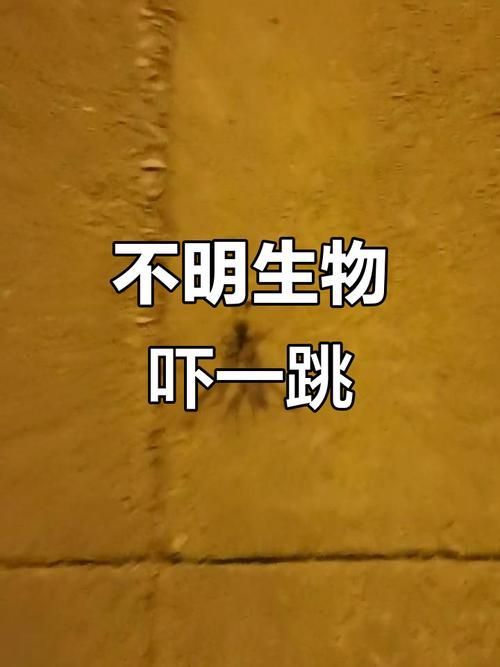 有沒有圖片可以展示這些不明生物，不明生物是否存在？