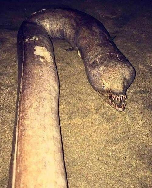 有沒有圖片可以展示這些不明生物，不明生物是否存在？
