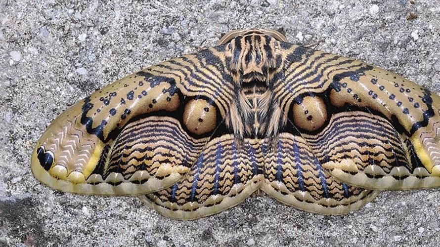 有沒有圖片可以展示這些不明生物，不明生物是否存在？