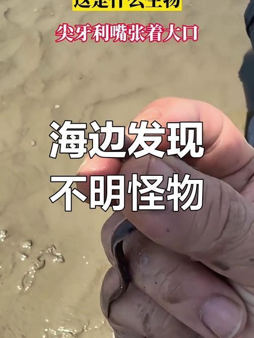 有沒有圖片可以展示這些不明生物，不明生物是否存在？