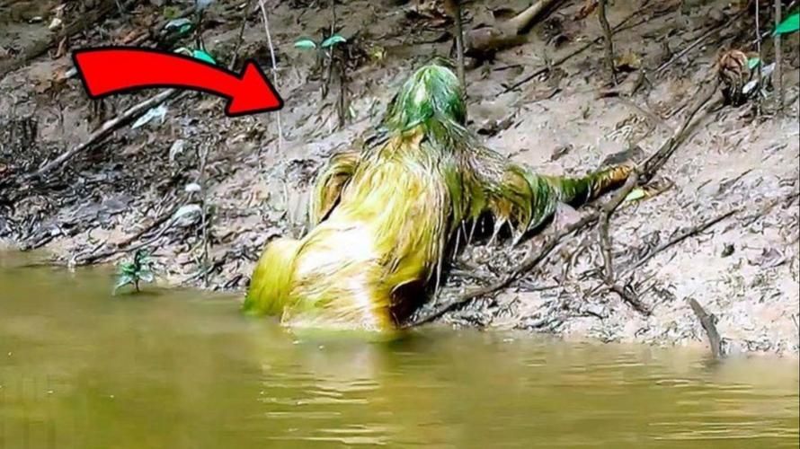 有沒有圖片可以展示這些不明生物，不明生物是否存在？